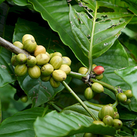 Photo de Bali - Autour de Munduk